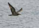 Rdnbbad trut - Audouins gull (Ichthyaetus audouinii) 