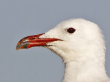 Rdnbbad trut - Audouins gull (Ichthyaetus audouinii) 