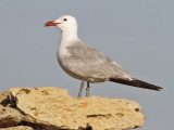 Rdnbbad trut - Audouins gull (Ichthyaetus audouinii) 