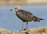 Rdnbbad trut - Audouins gull (Ichthyaetus audouinii) 