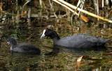 Kamsothna - Red-knobbed Coot (Fulica cristata) 