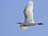 Kohger -Cattle Egret (Bubulcus ibis) 