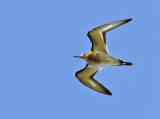 Rdspov - Black-tailed Godwit (Limosa limosa) 