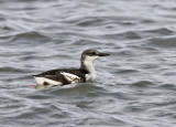 Tobisgrissla - Black Guillemot (Cepphus grylle)