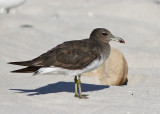 Sotms - Sooty Gull (Ichthyaetus hemprichii)