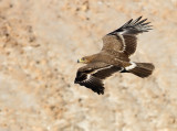 Stpprn - Steppe eagle (Aquila nipalensis) 
