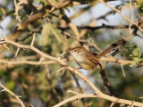 Streckad prinia - Graceful Prinia (Prinia gracilis)