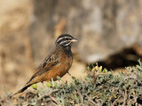 Afrikansk klippsparv - Cinnamon-breasted Bunting (Emberiza tahapisi) 