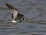 Svarttrna - Black Tern (Chlidonias niger) 