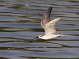 Skggtrna - Whiskered Tern (Chlidonias hybrida)