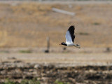 Red-wattled Lapwing (Vanellus indicus)