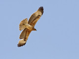 Bonellis eagle (Aquila fasciata)