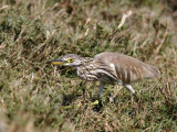 Indian pond-heron (Ardeola grayii)  