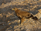 Steppe eagle (Aquila nipalensis) 