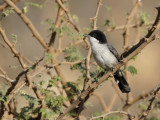 Arabian Warbler (Sylvia leucomelaena) 