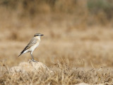 Isabelline Wheatear (Oenanthe isabellina)