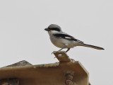 Southern Grey Shrike (Lanius meridionalis)