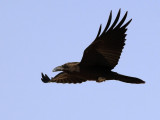 Brown-necked Raven (Corvus ruficollis) 