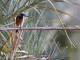 Black Redstart (Phoenicurus ochruros)