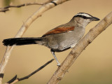 Black-crowned Tchagra (Tchagra senegalus) 