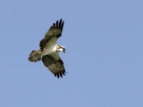 Osprey (Pandion haliaetus)