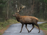 Red deer (Cervus elaphus)