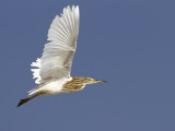 Squacco Heron (Ardeola ralloides)