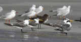 Greater Crested Tern (Sterna bergii)