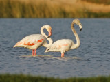 Greater Flamingo (Phoenicopterus roseus) 