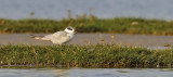 Whiskered Tern (Chlidonias hybrida)