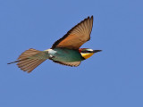 European Bee-eater (Merops apiaster) 