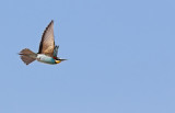 European Bee-eater (Merops apiaster) 