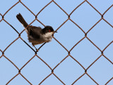 Sardinian Warbler (Sylvia melanocephala)