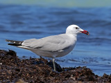 Audouins gull (Ichthyaetus audouinii)
