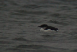 Thick-billed Murre (Uria lomvia)