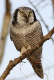 Northern Hawk-Owl (Surnia ulula)