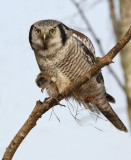 Northern Hawk-Owl (Surnia ulula) 