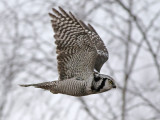 Northern Hawk-Owl (Surnia ulula)