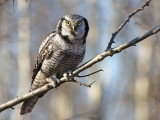 Northern Hawk-Owl (Surnia ulula)