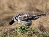 Northern Hawk-Owl (Surnia ulula)