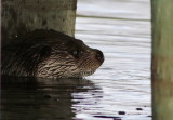 Eurasian Otter (Lutra lutra)