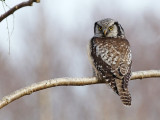 Northern Hawk-Owl (Surnia ulula)