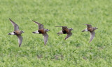 Eurasian dotterel (Charadrius morinellus)