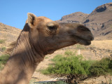 Arabian camel (Camelus dromedarius)