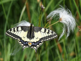 Swallowtail (Papilio machaon) 