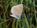 Alcon Blue (Maculinea alcon) 