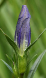 Marsh gentian (Gentiana pneumonanthe)