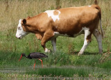 Black Stork (Ciconia nigra) 