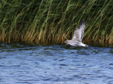 Mediterranean gull (Ichthyaetus melanocephalus)