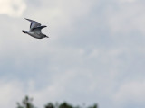 Mediterranean gull (Ichthyaetus melanocephalus)  